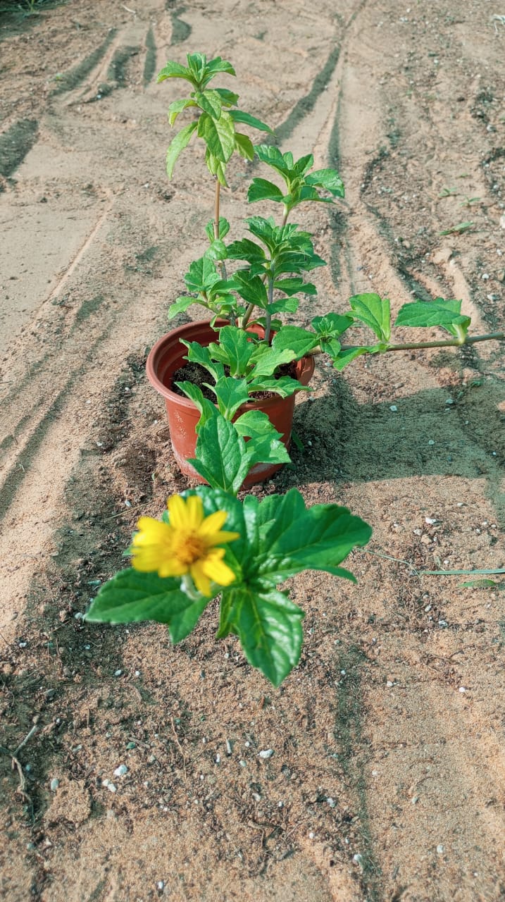 Wedelia Trilobata (Creeping Daisy or Rabbit’s Paw)