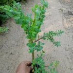Portulacaria Afra “Elephant Bush”