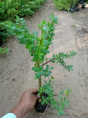 Portulacaria Afra “Elephant Bush”