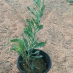Atriplex Semibaccata or Salt Bush