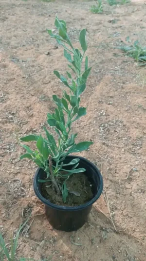 Atriplex Semibaccata or Salt Bush