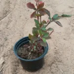 Alternanthera Red “Red Sessile Joyweed”