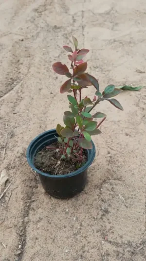 Alternanthera Red “Red Sessile Joyweed”