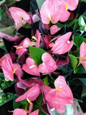 Anthurium - Flamingo Flower - Image 3