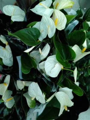 Anthurium - Flamingo Flower - Image 4