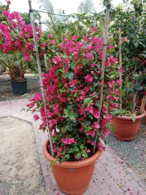 Bougainvillea Bushy-Paper Flower - Image 3