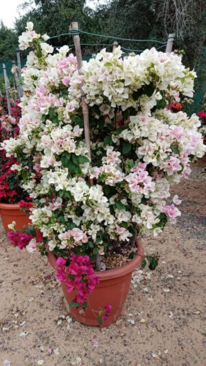 Bougainvillea Bushy-Paper Flower - Image 2