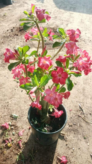 Desert Rose - Adenium Obesum - Image 3