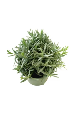 Lavender - Lavandula Dentata - Image 3