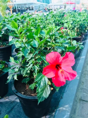 Hibiscus - Malvaceae - Image 3