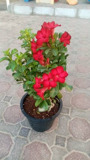 Desert Rose - Adenium Obesum - Image 4