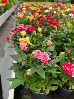 Rose - Image 2