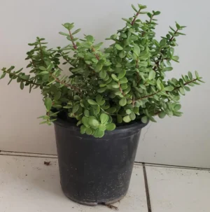 Jade Plant - Crassula Ovata - Image 3