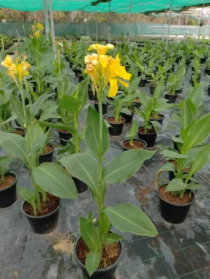 Canna Lily Yellow - Canna Indica - Image 3