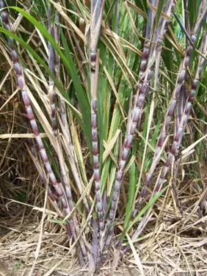 Bamboo Saccharum (Dendrocalamus strictus or Sweet Bamboo) - Image 4