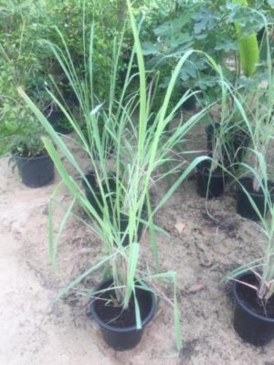 Bamboo Saccharum (Dendrocalamus strictus or Sweet Bamboo) - Image 3