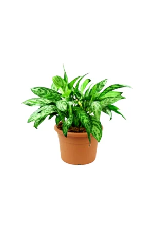 Aglaonema Maria - Chinese Evergreen - Image 3