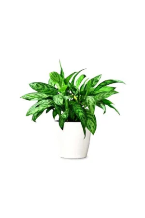 Aglaonema Maria - Chinese Evergreen - Image 2
