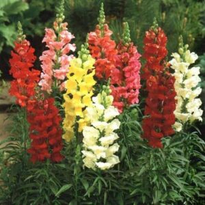 Antirrhium Majus, Snapdragon - Image 3