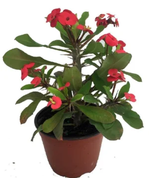 Christ Plant - Euphorbia Mili - Image 2