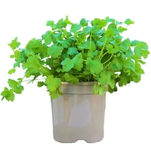 Coriander Plant - Image 4