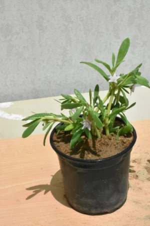 Sesuvium Verrucosam - Image 2