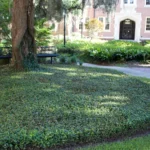 Ground Covers