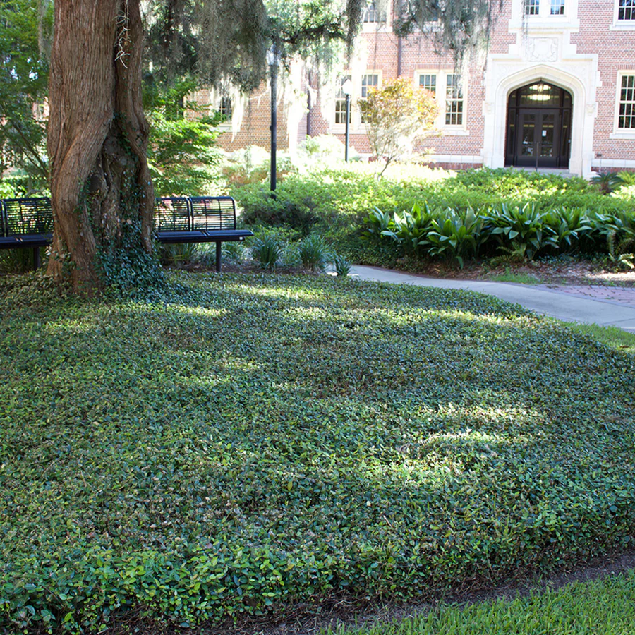 Ground