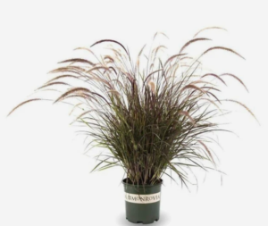 Pennisetum Grass (Green) -Pennisetum Alopecuroides - Image 3