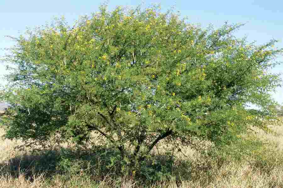 Gum Arabic Tree ( Vachellia Nilotica ) – Acacia Arabica