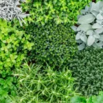 Herbs