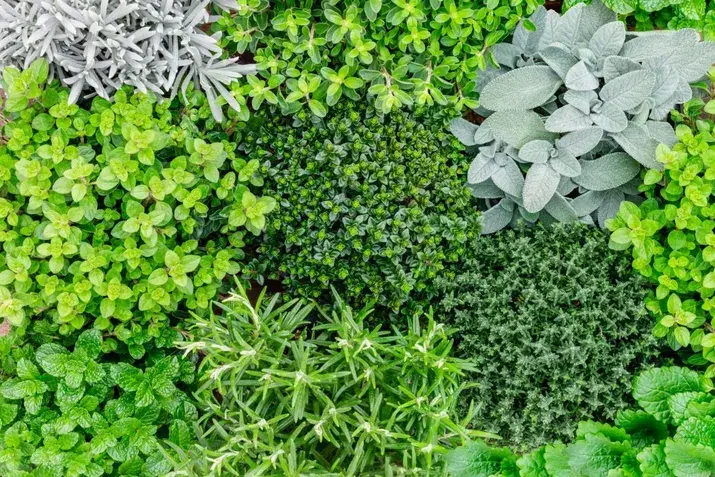 Herbs/