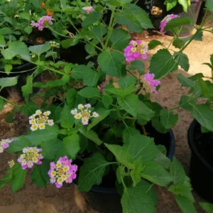Common Lantana - Lantana camara - Image 2