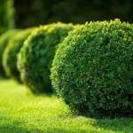 Shrubs