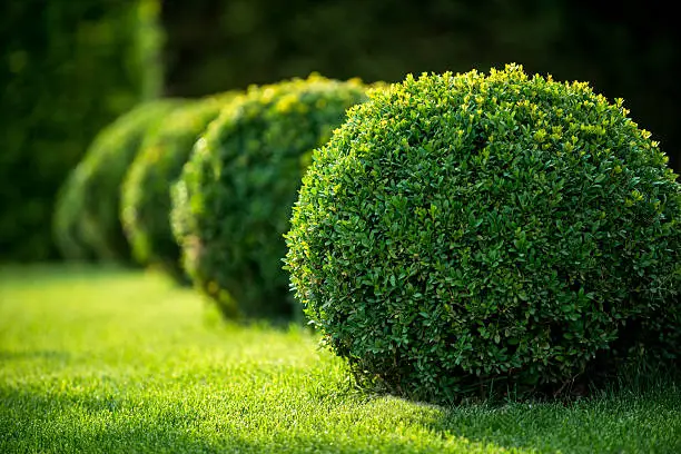 Shrubs/