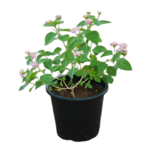 Common Lantana - Lantana camara - Image 3