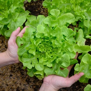 Lettuce “Lactuca” - Image 3