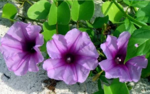Morning Glory - Ipomoea Pes-Caprae - Image 2