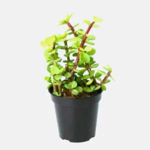 Portulacaria Afra “Elephant Bush” - Image 2