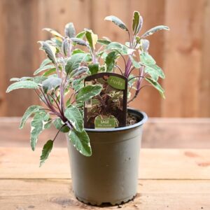 Salvia - Sage officinalis - Image 2