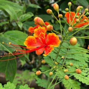 Caesalpinia Pulcherrima “Peacock Flower” - Image 2