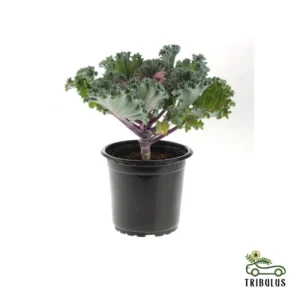 Kale Plant
