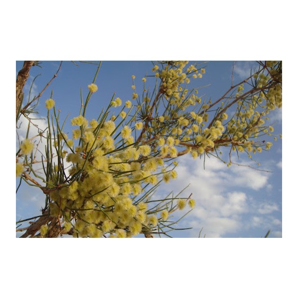 Colligonum comosum (أرطا أحمر)