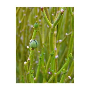 Euphorbia larica (عرنج) - Image 3