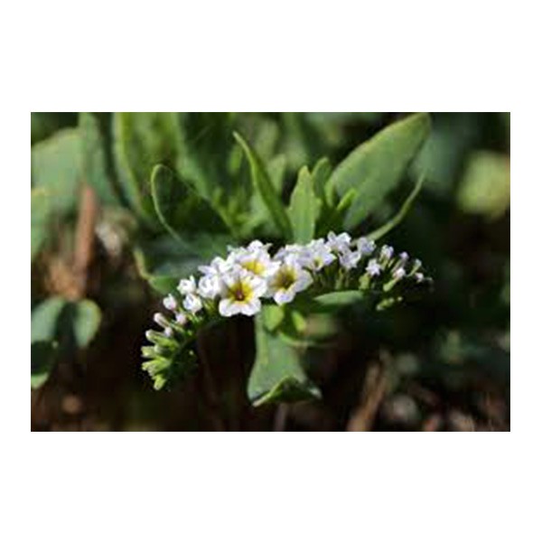 Heliotropium curassavicum (خشافة)