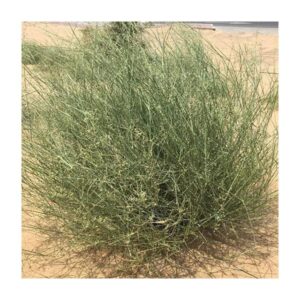 Panicum turgidum (تمام) - Image 3