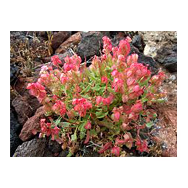 Rumex vesicarius