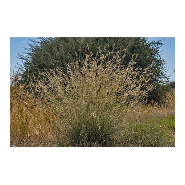 Cymbopogon commutatus (صخبر)