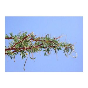 Acacia Ehrenbergiana (سلم) - Image 4