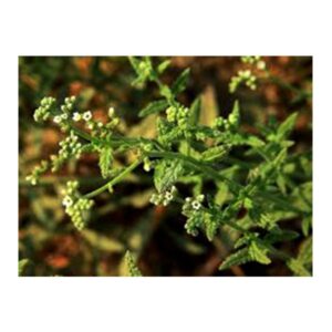 Heliotropium bacciferum (رمرام)